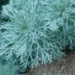 Artemisia schmidtiana 葉