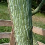 Acer davidii Bark