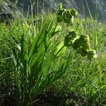 Bupleurum angulosum Hábito