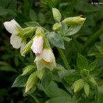 Polemonium carneum Fiore