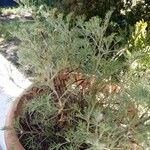 Artemisia alba ᱥᱟᱠᱟᱢ