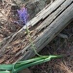 Muscari matritense Flower