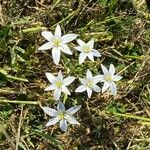 Ornithogalum divergens花