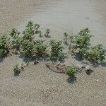 Amaranthus pumilus 整株植物