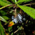 Berberis julianae Fruit