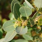 Boscia senegalensis Fruit