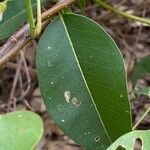 Derris trifoliata Лист