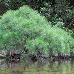 Gymnostoma nodiflorum Hábito
