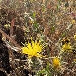 Centaurea sulphurea Flor