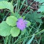 Centratherum punctatum Flower