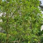 Mitragyna speciosa Hoja