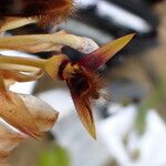 Bulbophyllum schinzianum Flower