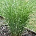 Miscanthus sinensis Likasa
