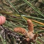 Pinus coulteri Цвят