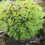 Saxifraga fragosoi Yeri