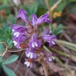 Orobanche nana Кветка