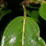 Ficus costaricana পাতা