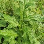 Echinops sphaerocephalusLeaf