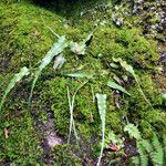 Asplenium rhizophyllum Hábitos