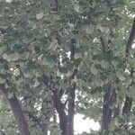 Tilia tomentosa Агульны выгляд