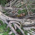 Ficus elastica Annet