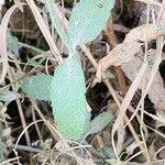 Stachys setifera Листок