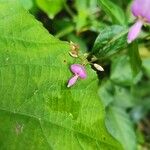 Desmodium paniculatum Leaf