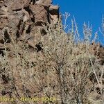 Salix pedicellata Habitat