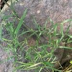 Geitonoplesium cymosum Hoja