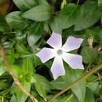 Vinca difformis Flors