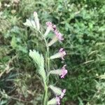 Silene bellidifolia 形态