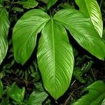 Philodendron tripartitum Leaf
