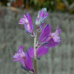 Polygala vulgaris (Écorce)