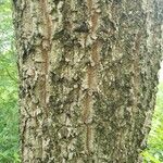 Quercus variabilis 樹皮