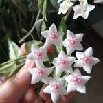 Hoya lanceolata Кветка