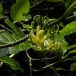 Tabernaemontana persicariifolia Blomma