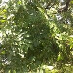 Ekebergia capensis Συνήθη χαρακτηριστικά