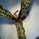 Sansevieria kirkii Leaf