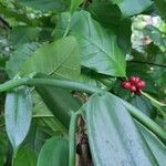 Coffea canephora Blatt