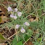 Linaria repensBloem