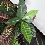 Codiaeum variegatum ഇല