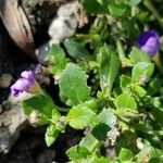 Sutera cordata Hoja