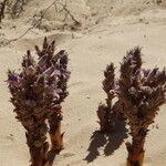 Orobanche cooperi عادت داشتن