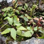 Elaphoglossum spatulatum Habitus