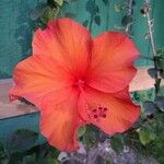 Hibiscus rosa-sinensisঅন্যান্য