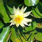 Nymphaea mexicana Frunză