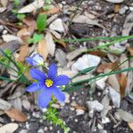 Sisyrinchium langloisii 整株植物