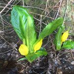 Lysichiton americanus Hostoa