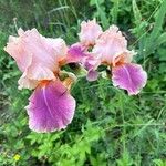 Iris barbatula 花