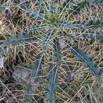 Ptilostemon hispanicus Leaf